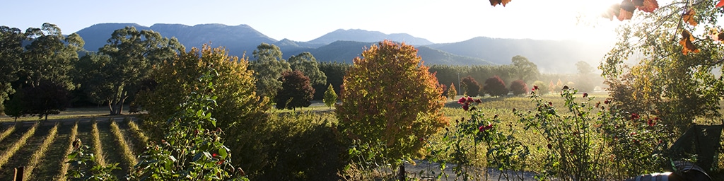 FWB-Wine(vineyard)-Summer-4x1 Wine regions of the High Country