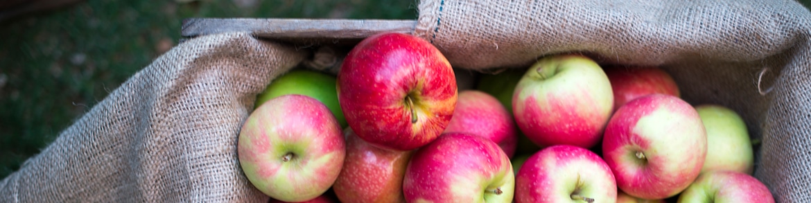 apples Apples