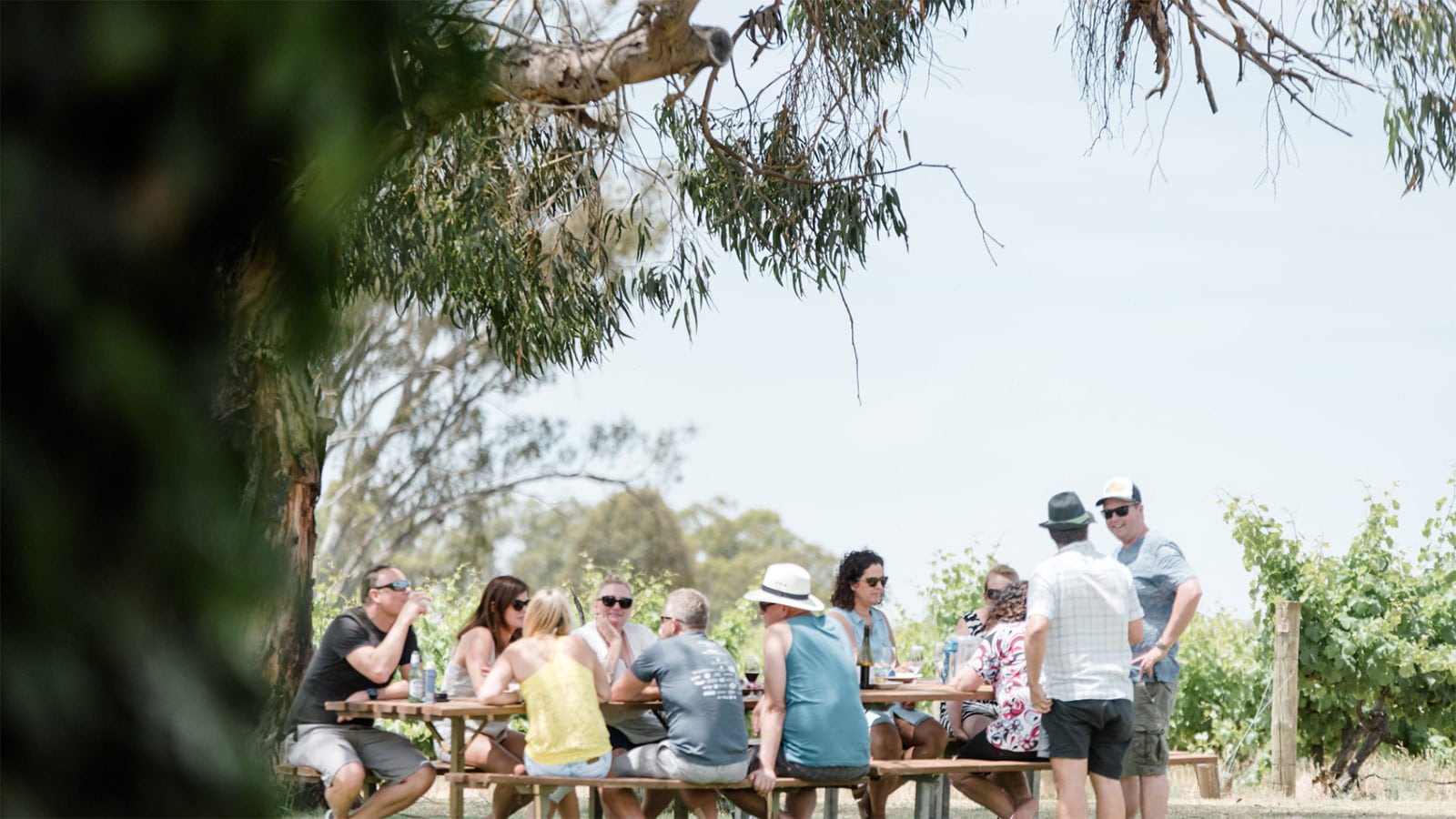 St-Leonards 16x9 St Leonards Vineyard Cafe Wahgunyah