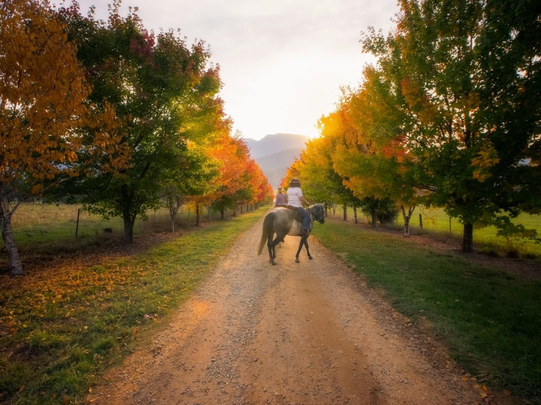 Bright Autumn Festival Victorias High Country