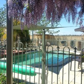 Swimming Pool at Must Love Dogs B&B