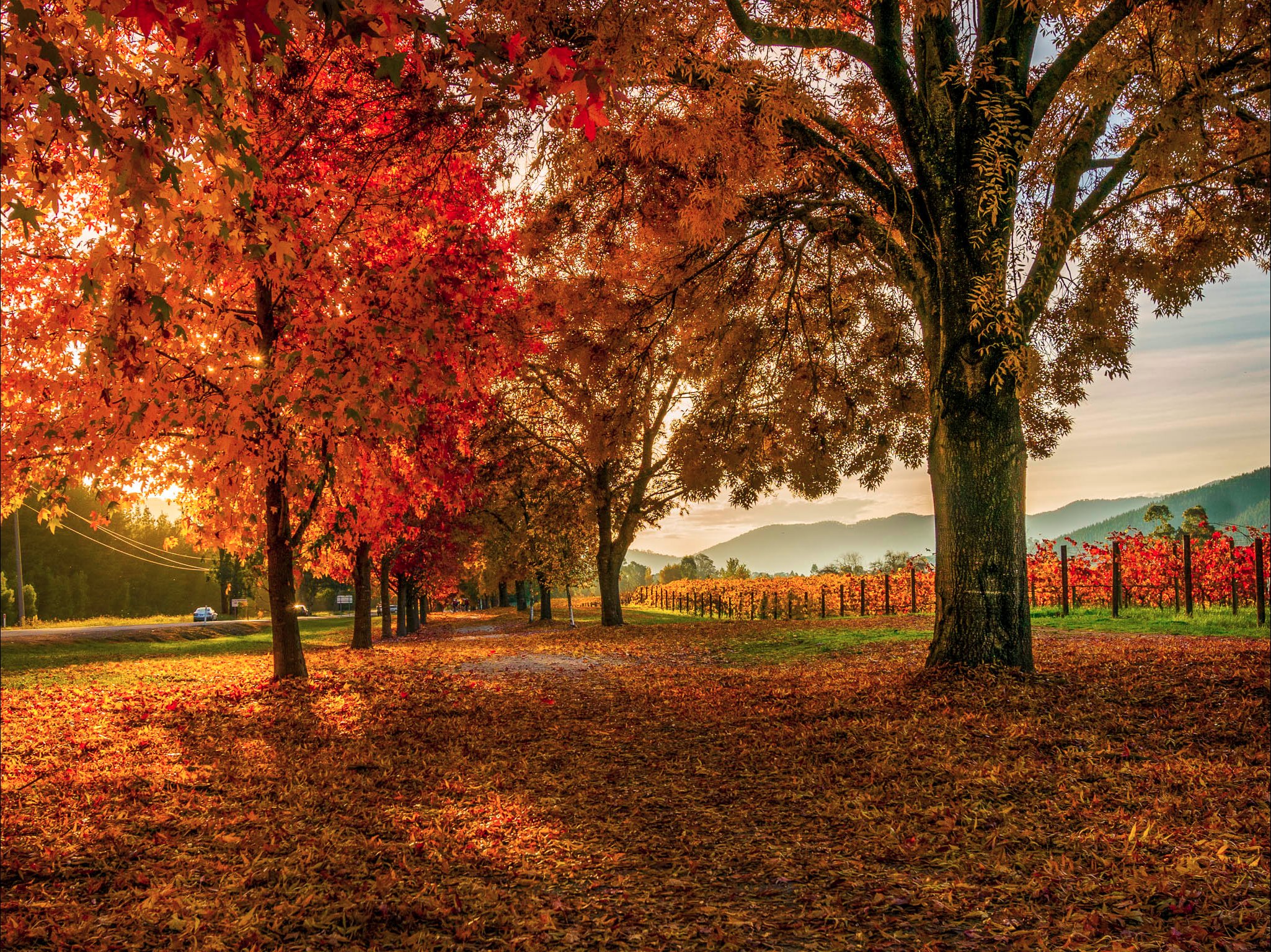 Autumn Colours  along the Rail Trail