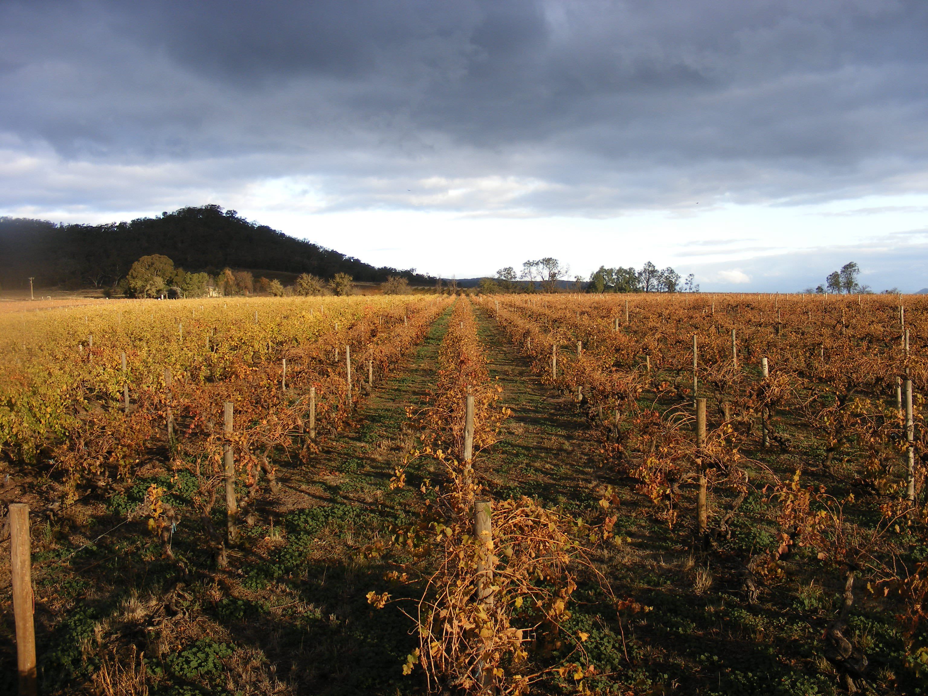 Taminick vineyards in autumn