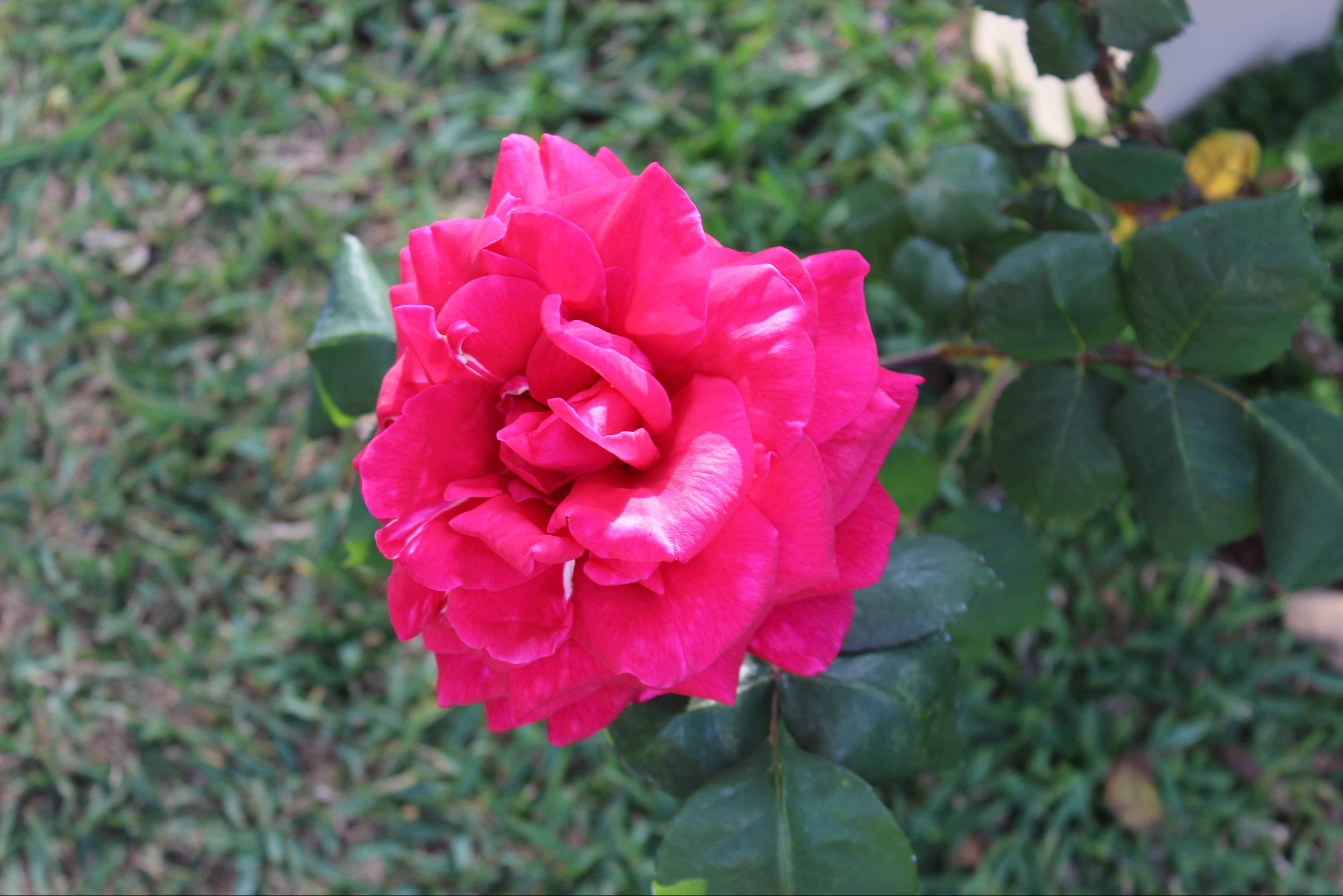 One of many roses available to view.