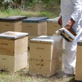 Beechworth Honey Bees