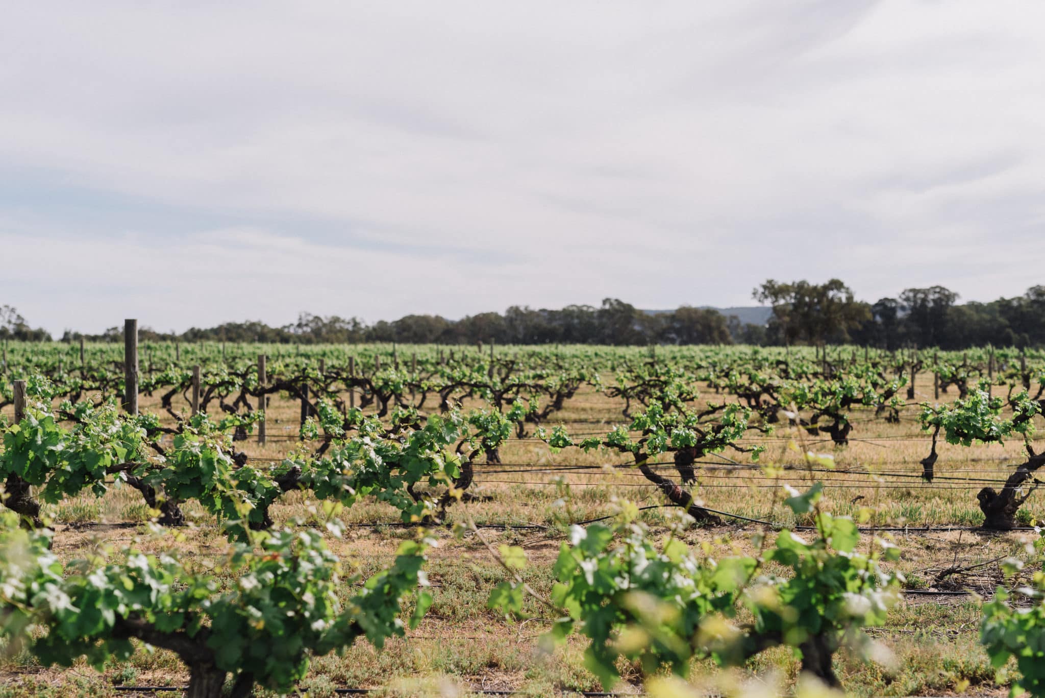 Vineyard at Taminick, Glenrowan Wine Region