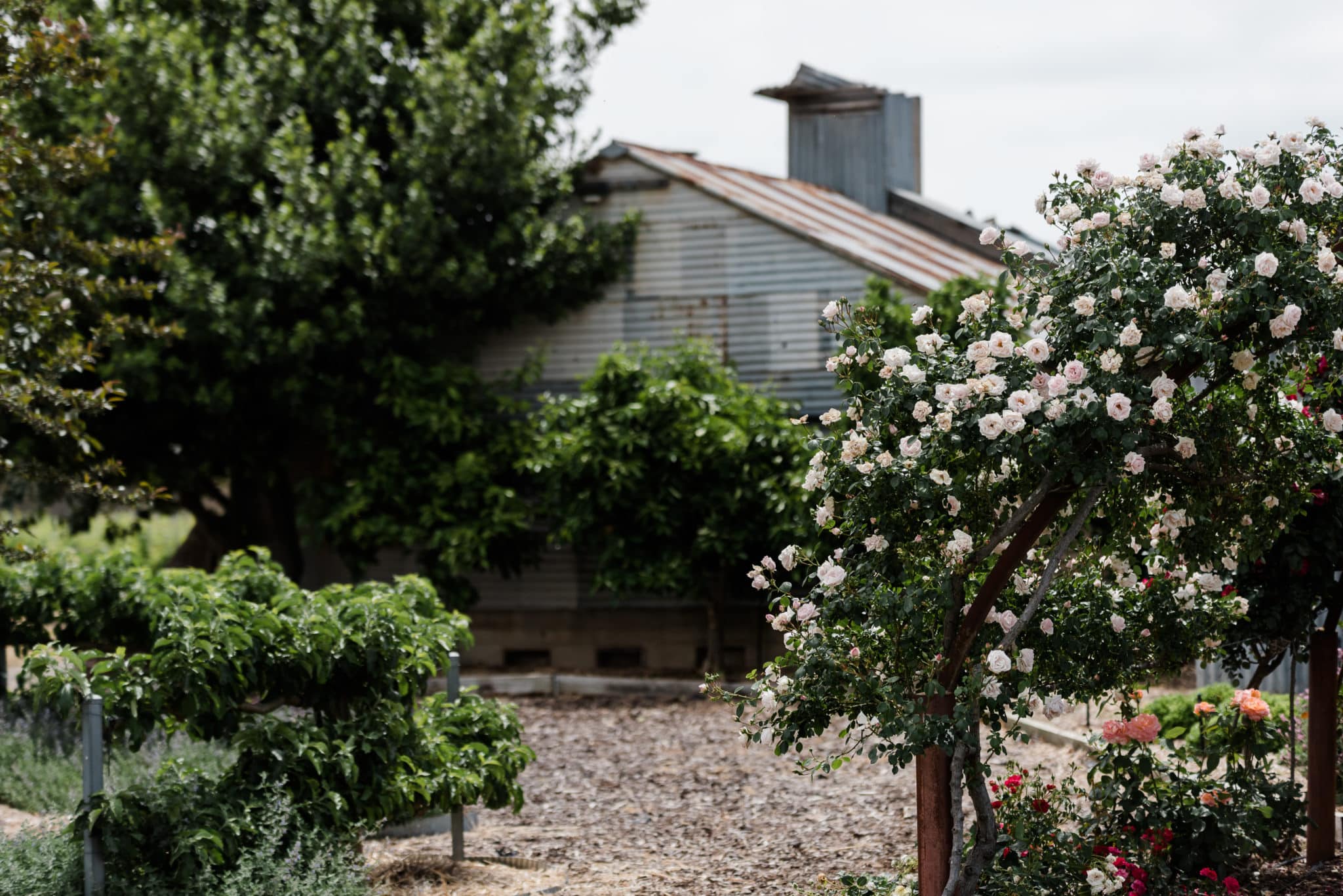 Rose garden and rustic old shed at Jones Winery, Rutherglen