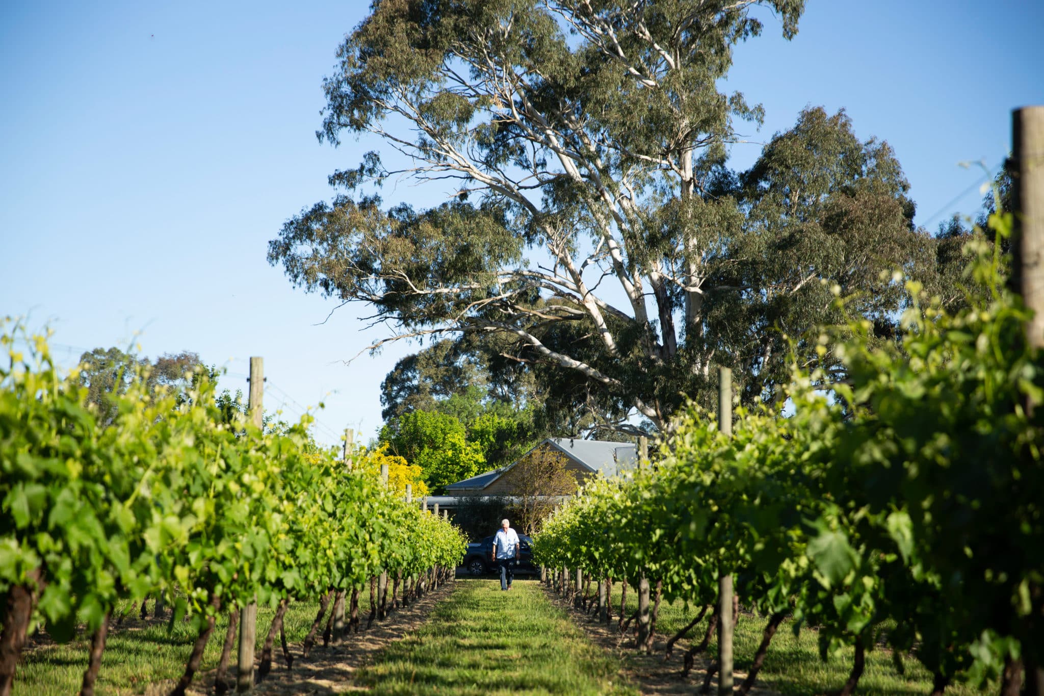 Otto Dal Zotto walking through spring grape vines