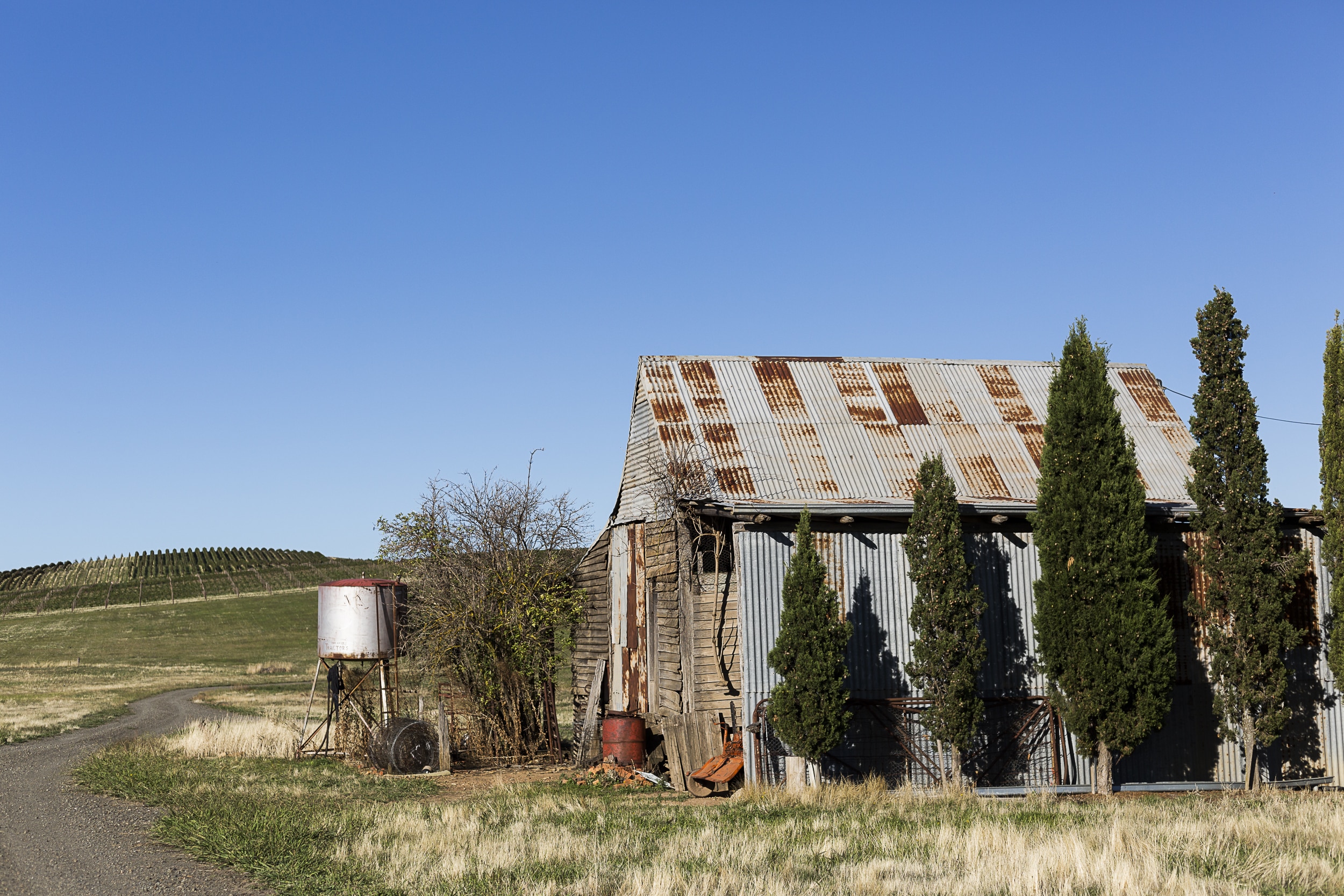 A rustic tin shed lined with pin oaks at the Fighting Gully Road vineyard, Beechworth