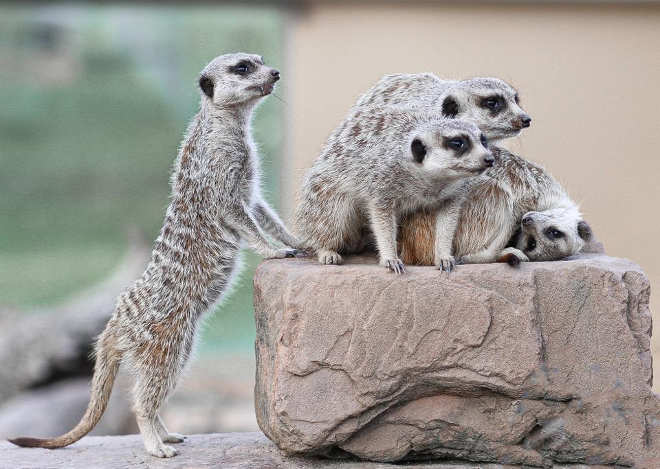 RS25764_MansfieldZoo-Meerkat02