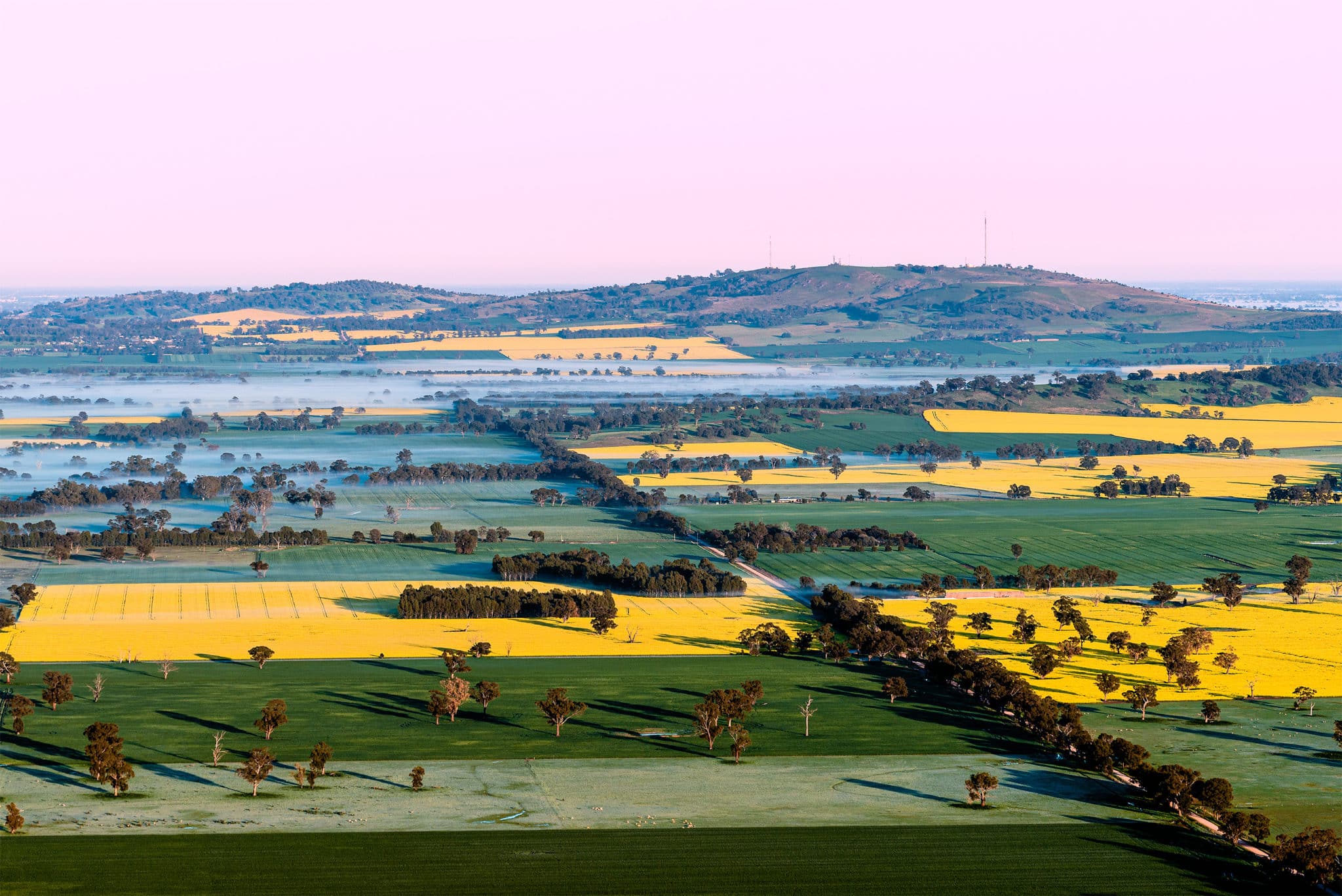 Canola fields in Benalla