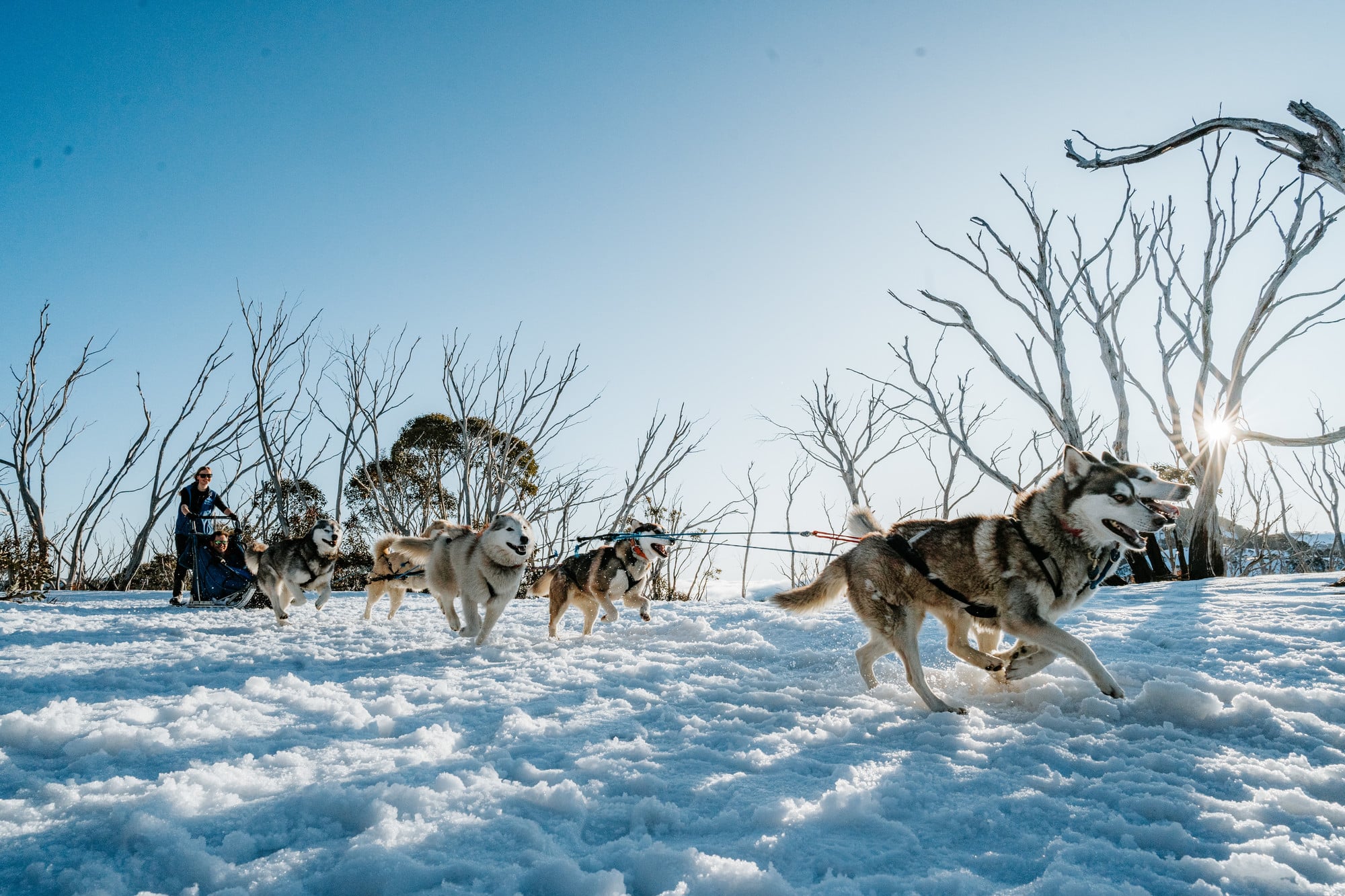People enjoying a sled dog ride with Howling Huskys at Mt Hotham