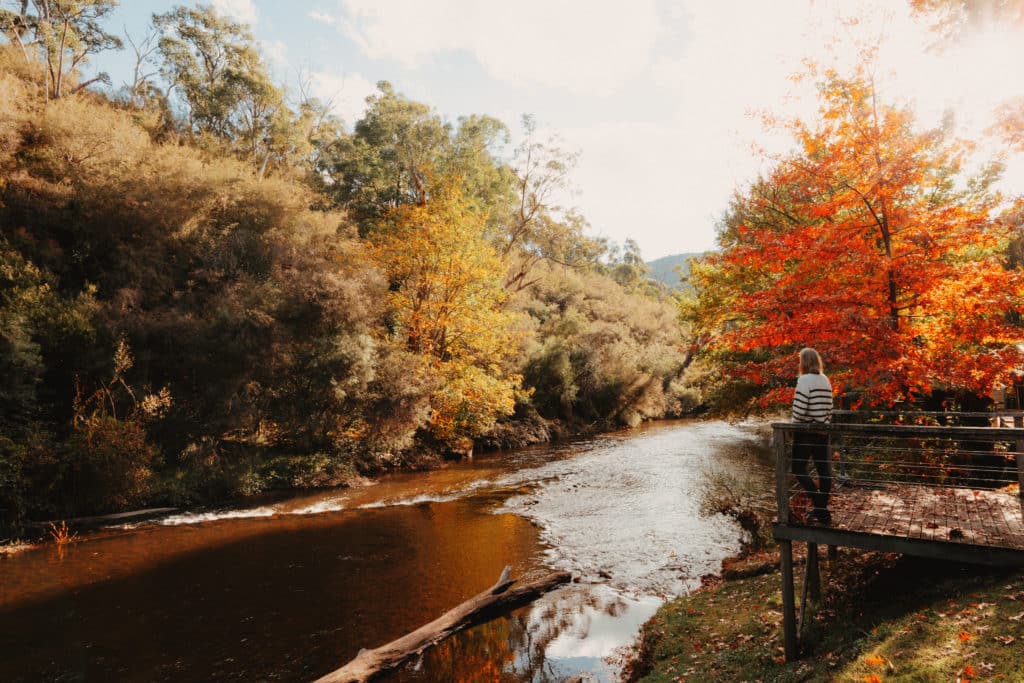 Jamieson river with spectacular autumn colour