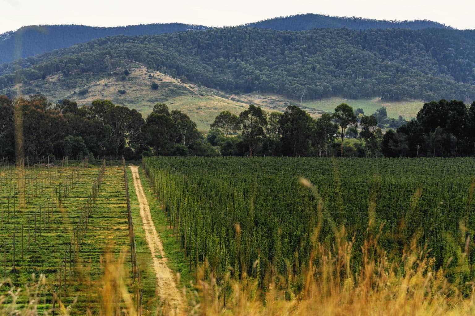 Rostrevor Hop Gardens