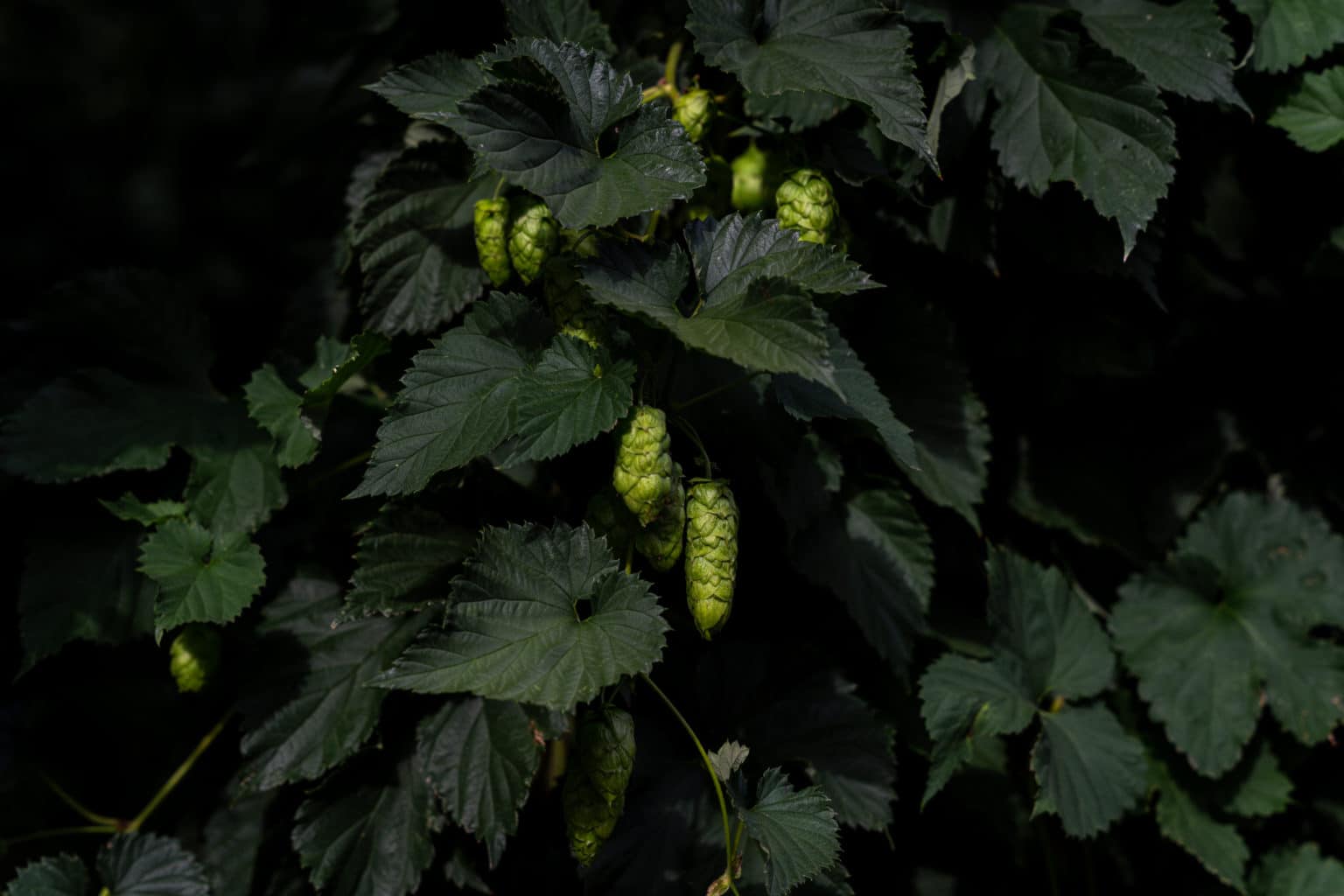 Moody photo of hope flowers growing at Hop Products Australia