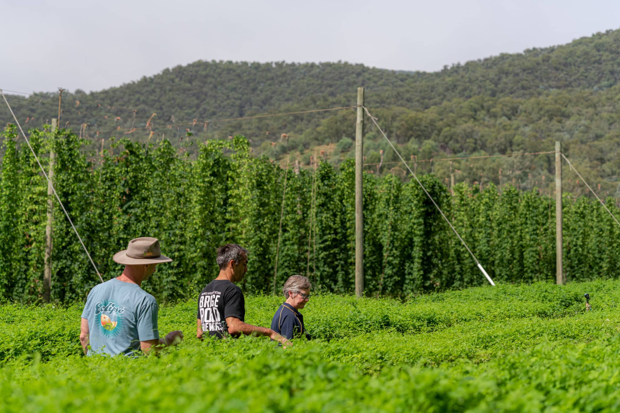 Inspecting the crop at Hop Products Australia, Rostrevor Hop Gardens