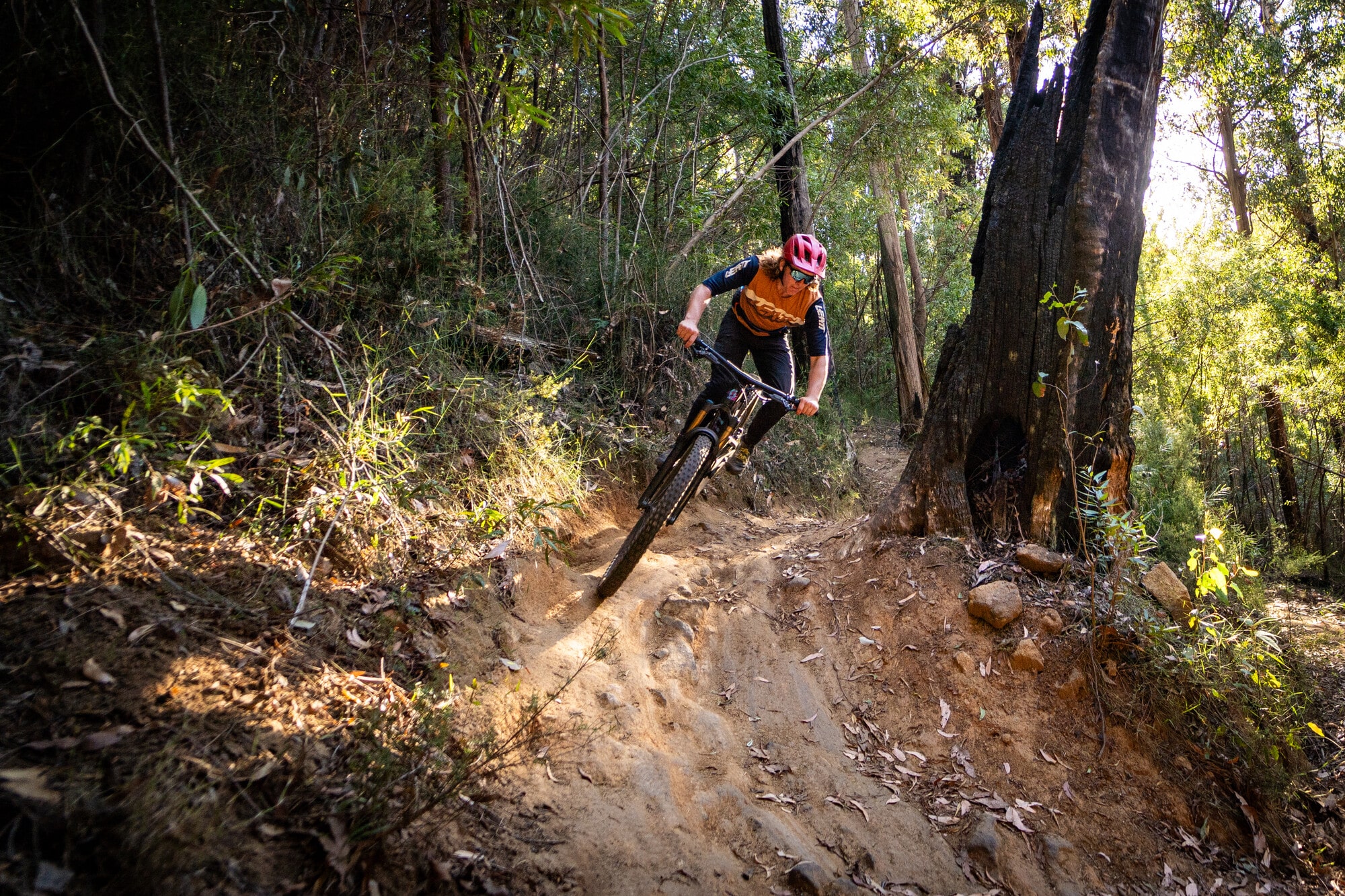 Cyclist riding Cascades Trail's steep berms through native forest