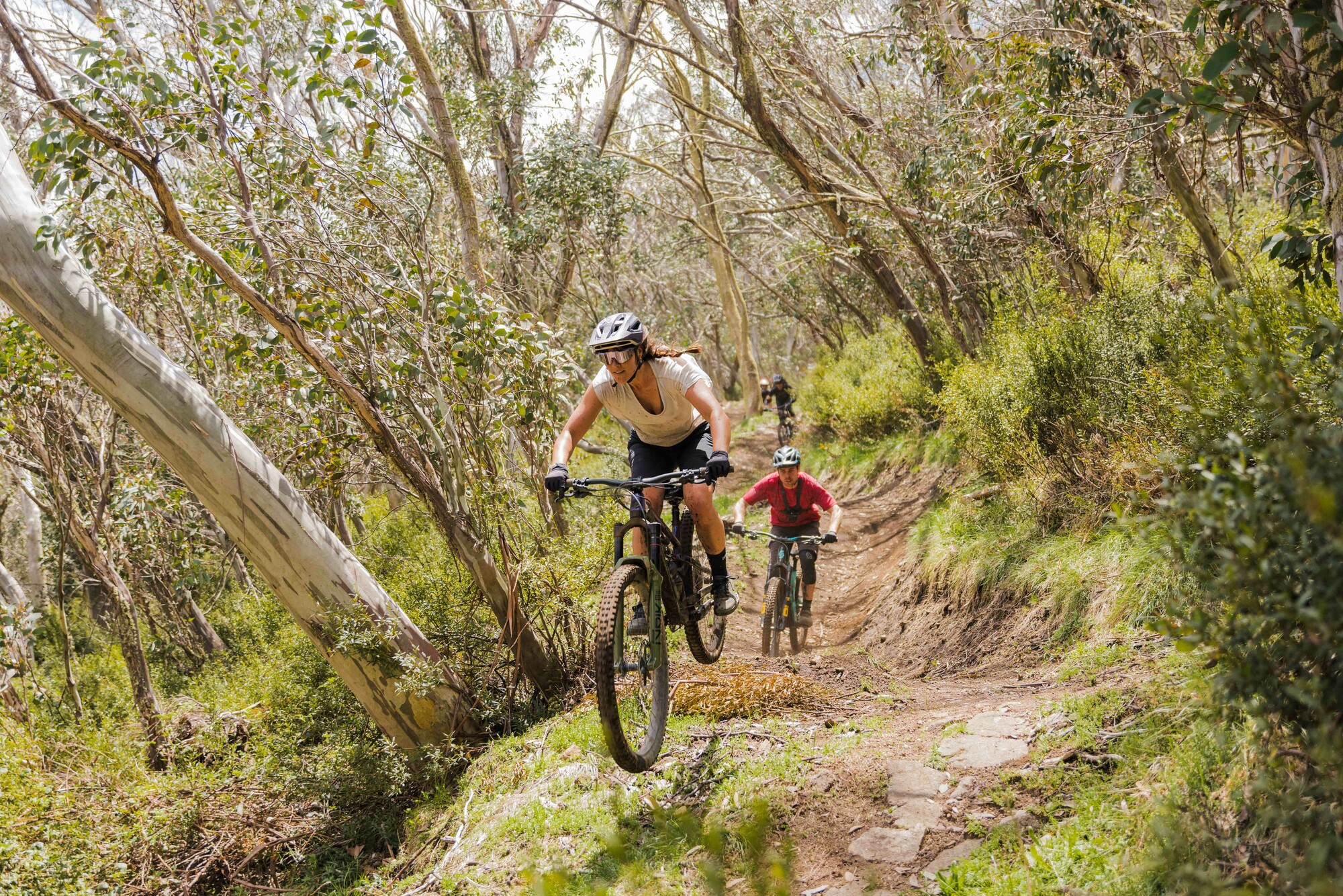 Cyclists jumping features on the mountain bike trail Stonefly through native forest.