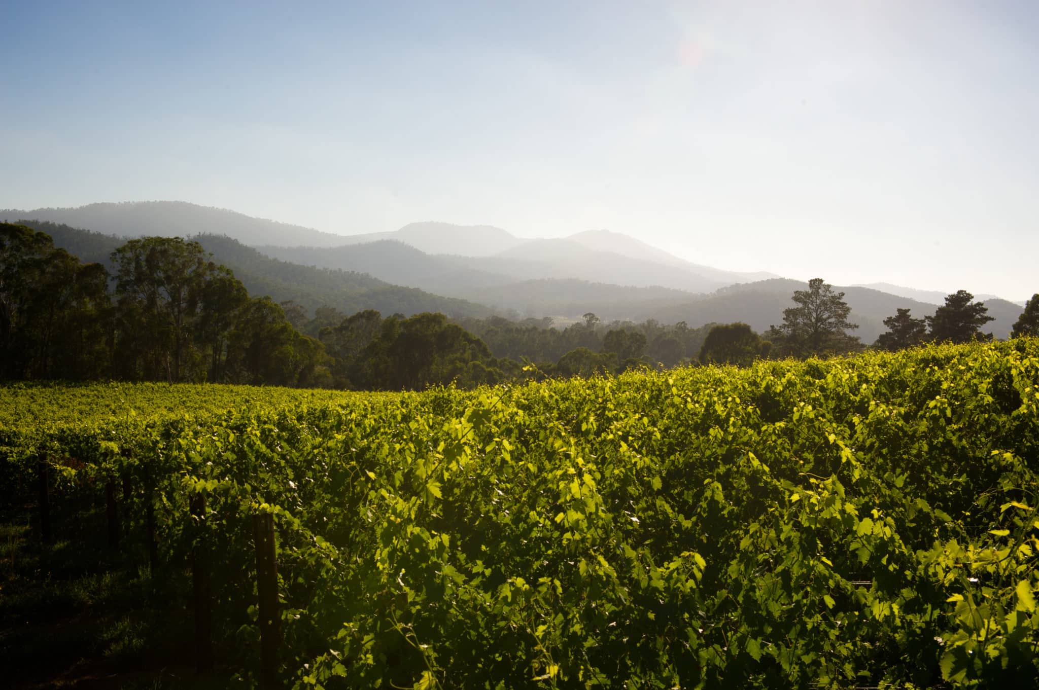 King Valley - Prosecco Road