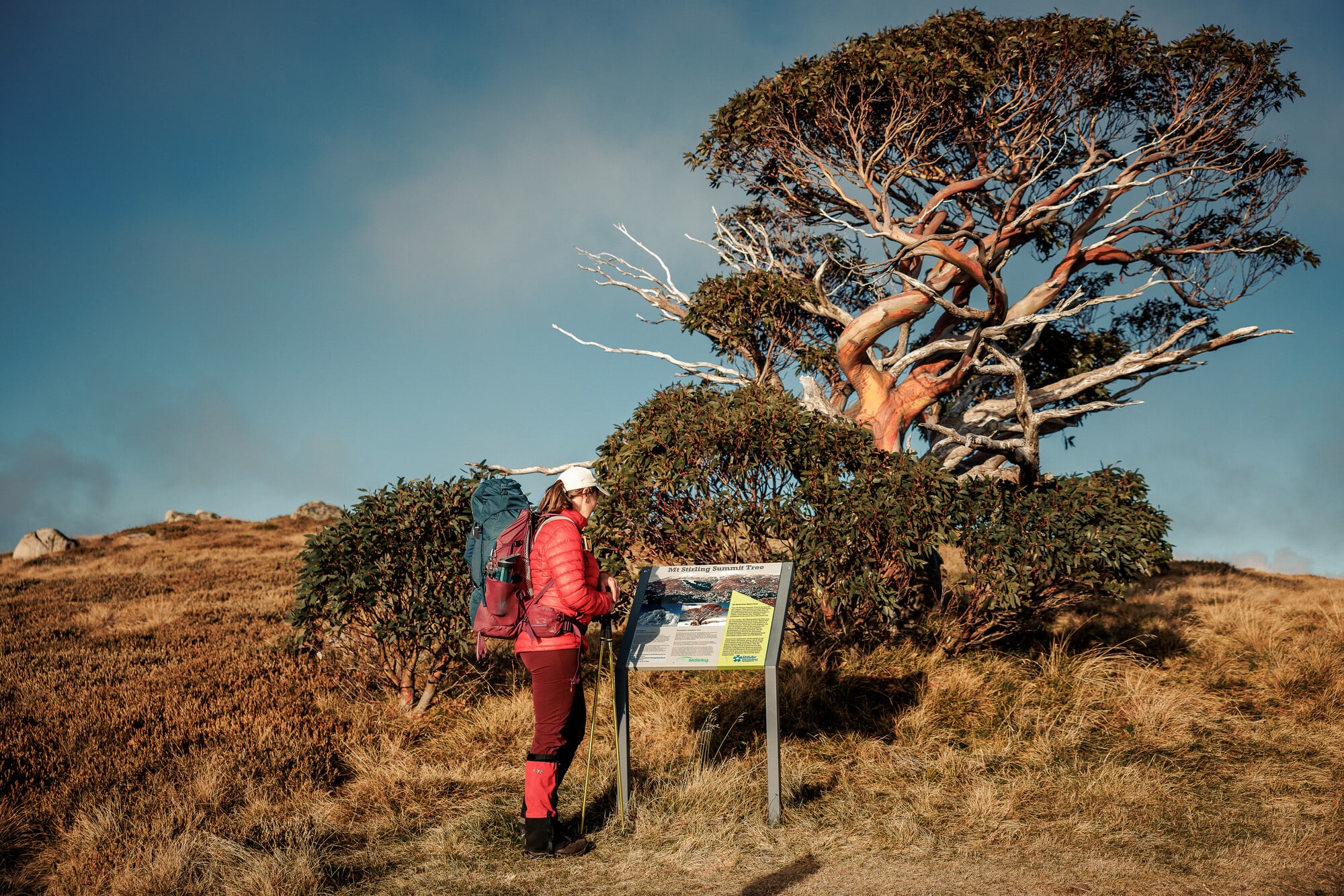 Person reading a sign about Australia's highest tree on Mt Stirling