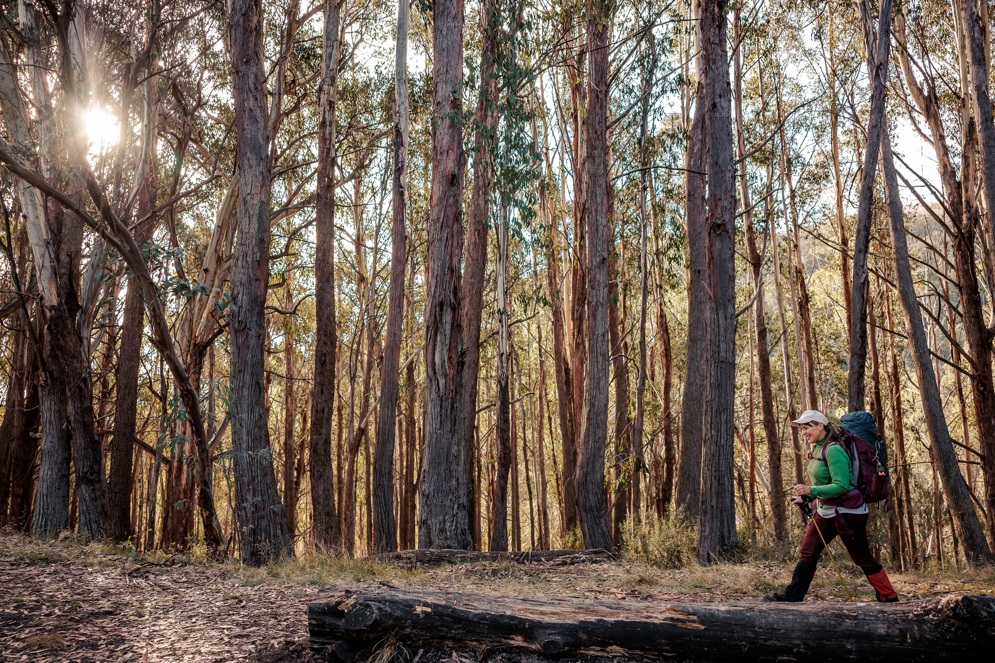 Person walking under towering ash trees on Mt Stirling