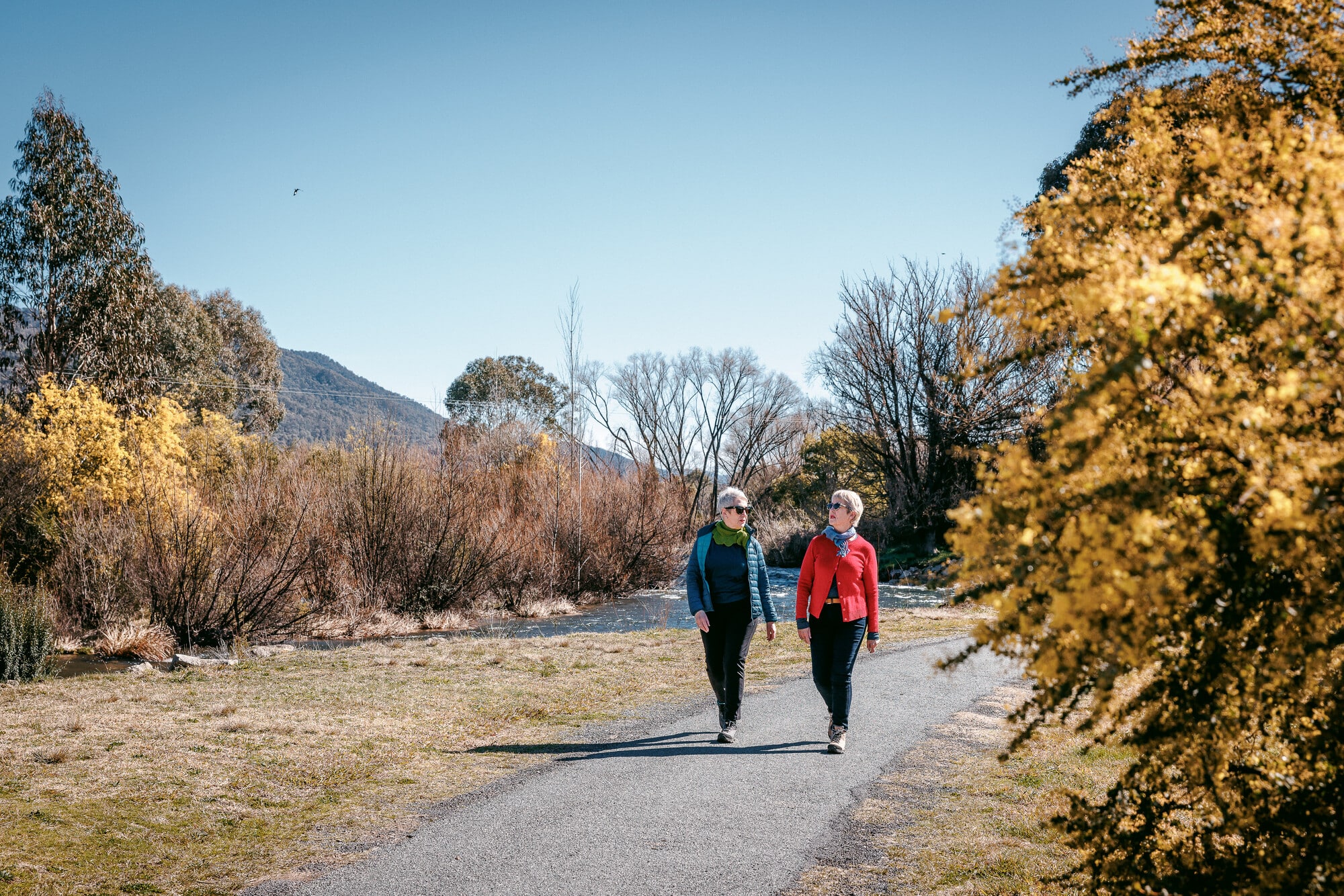 Two people walking along Kiewa River in spring in Mount Beauty with wattle blooms in the background
