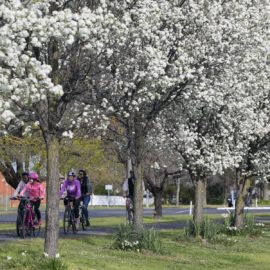 Rolling Gnocchi cycle tour spring blossoms myrtleford
