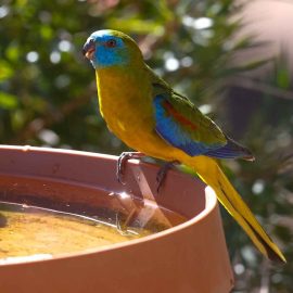 Male Turquoise Parrot enjoying  a drink a  one of several water points off the verandah.