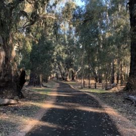 Walking track which walks through river gum trees and reaches the Murray River