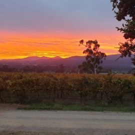 Sunset over the vineyard at Darling Estate Wines