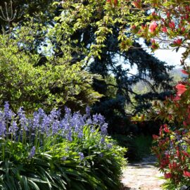 Rosetta's garden in bloom