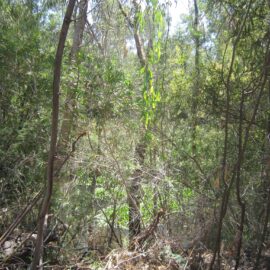 Wangaratta Common Nature Conservation Reserve