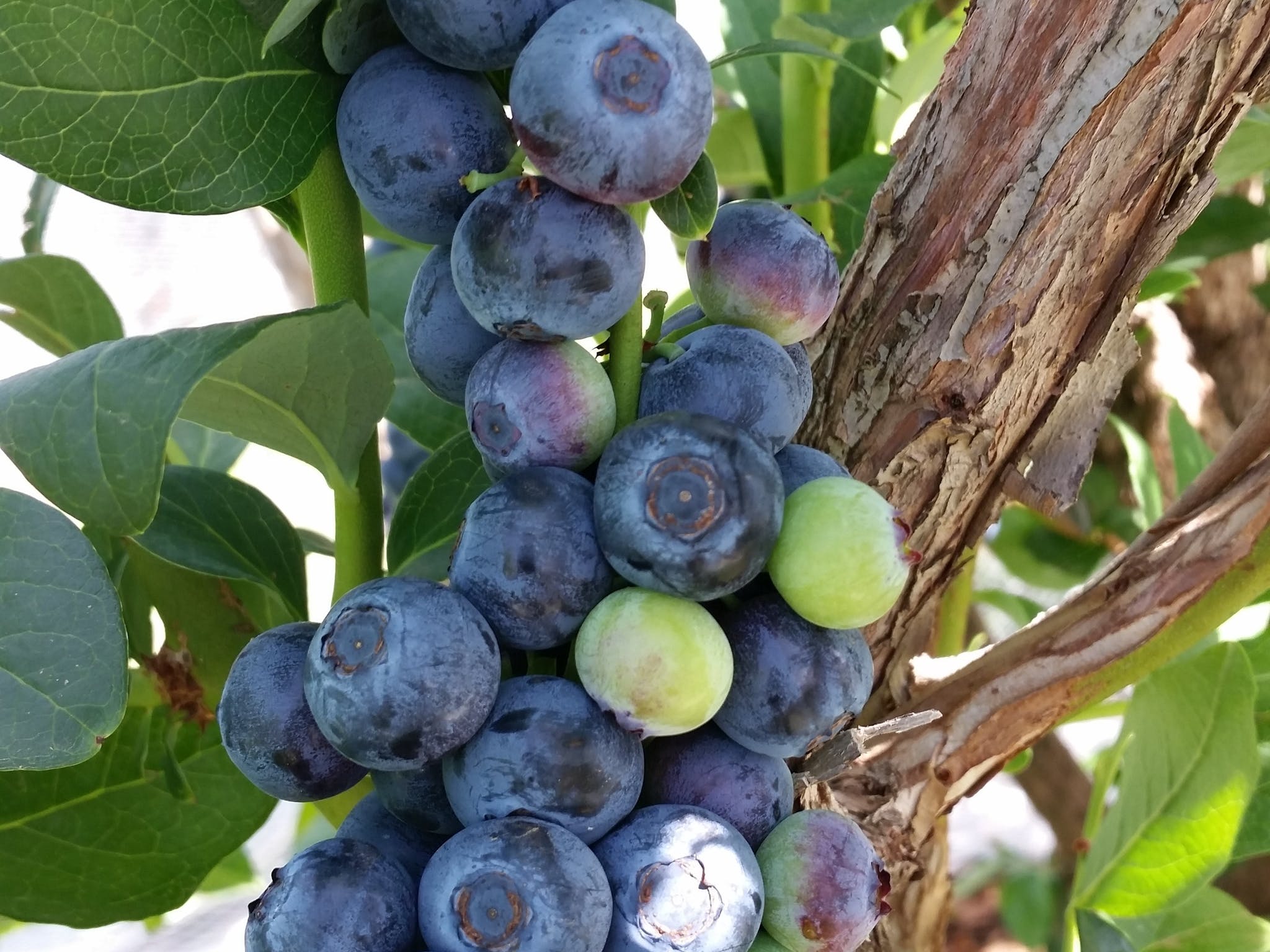 High Grove Berry Farm Victoria's High Country