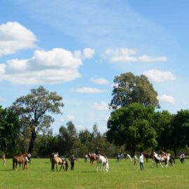 Horse Show at the oxley recreation reserve