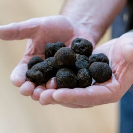 two hands full of French Black Perigord truffles