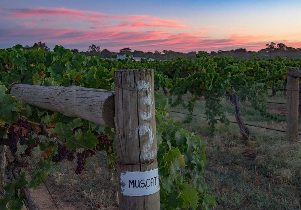 DSC_7934 Campbells muscat rutherglen vineyard