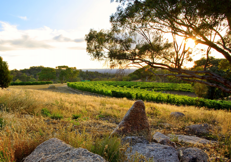 Giaconda Shiraz & granite Giaconda Shiraz Beechworth vineyard winery wine
