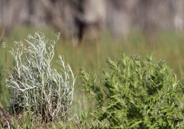 Great-and-Cattle-Egrets-0118-Copyright-Chris-Tzaros Bird watching