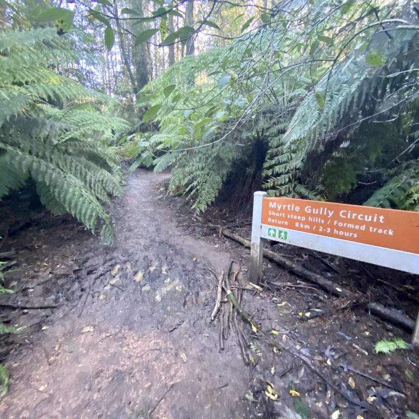 Myrtle Gully Circuit