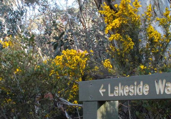 Nature-Walk-Summer-LakesideWalkMtBuffalo-4x1 Mount Buffalo Lakeside Walk
