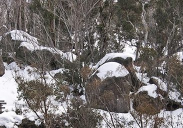 Nature-Walk-Winter-MtBuffalo-4x1 Mount Buffalo Winter Walks