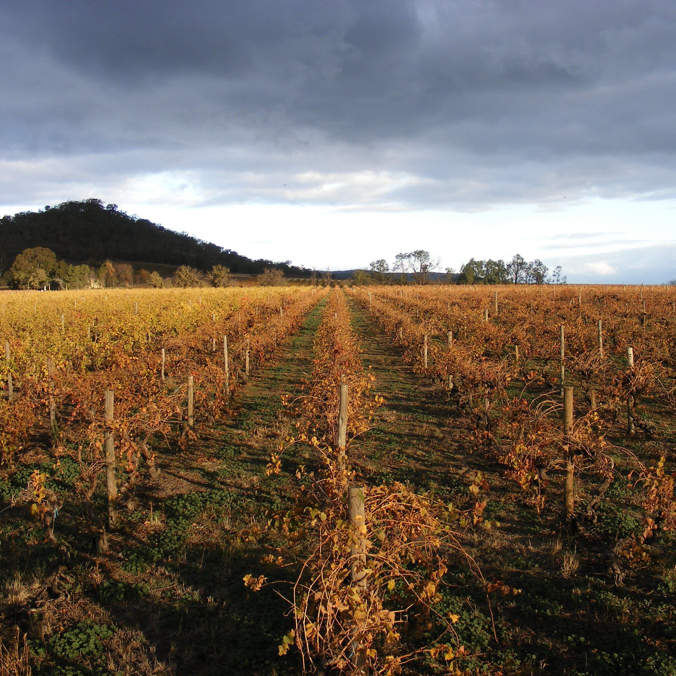 Taminick vineyards in autumn