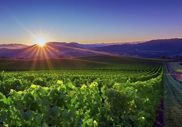 King Valley Winery Spring bud burst sunrise
