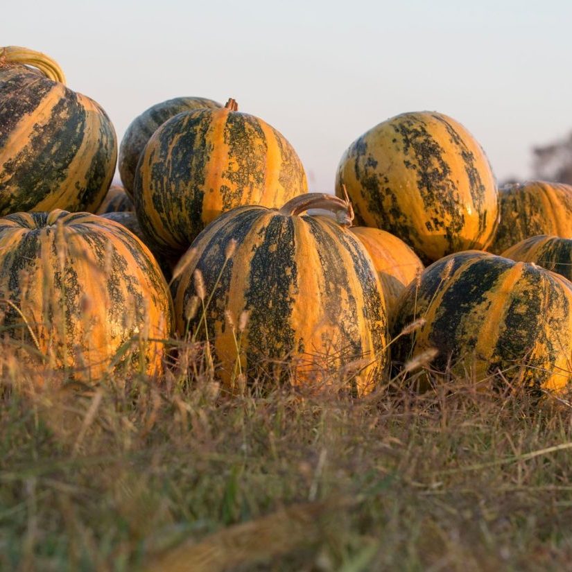 Pile of our Styrian pumpkins.