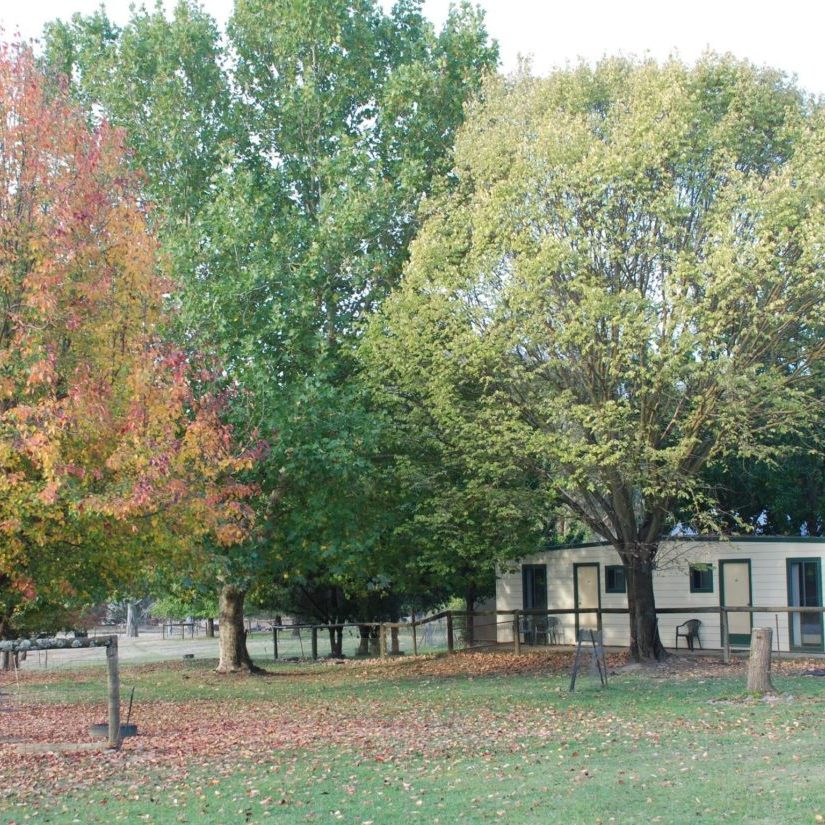 Autumn elm cabins