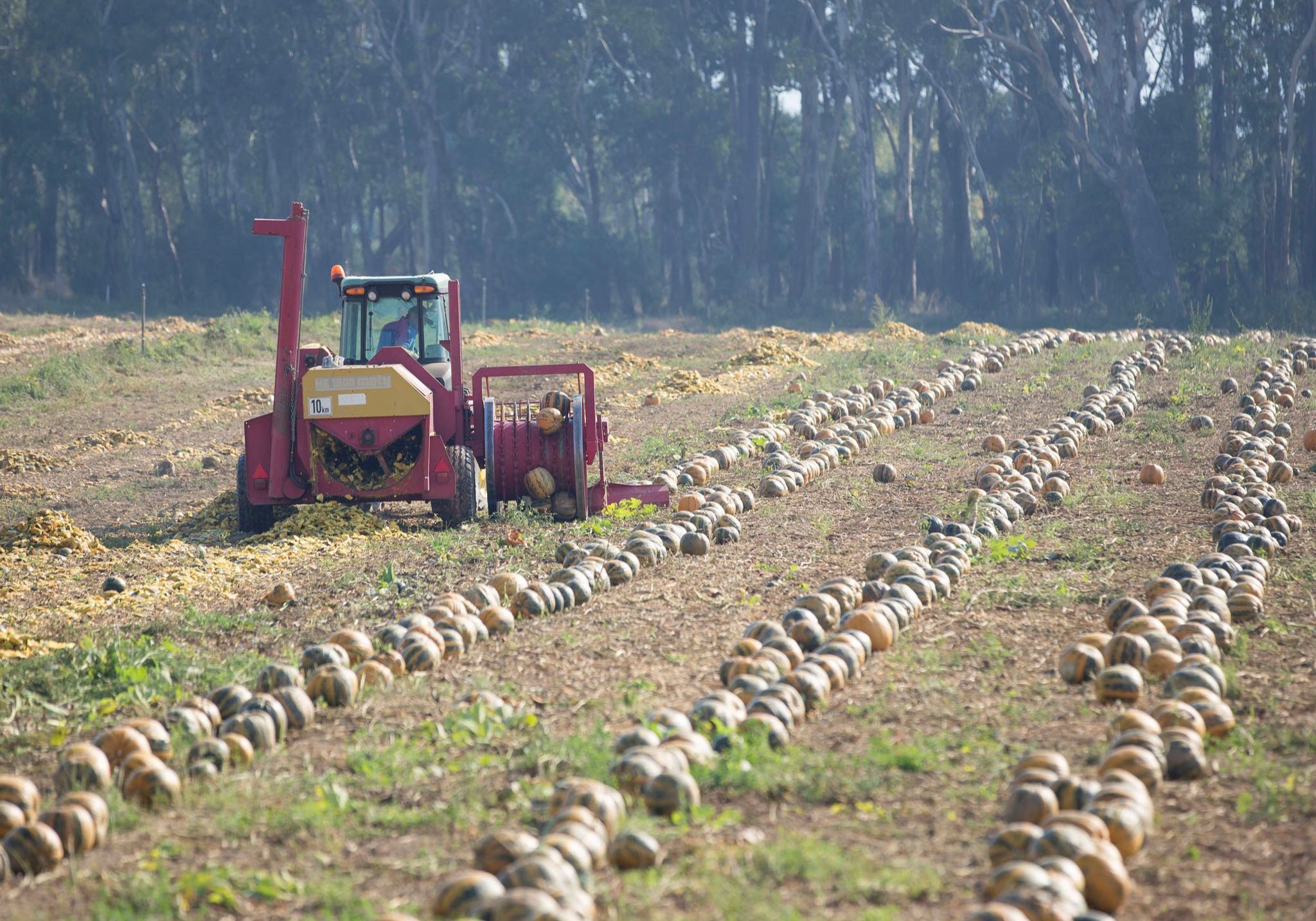 Australian Pumpkin Seed Company Pumpkin Seed Harvesting